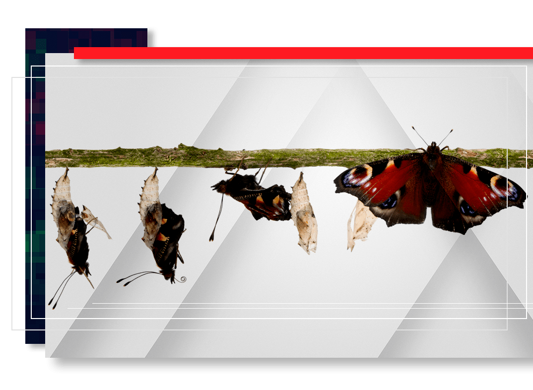 transformation of a butterfly